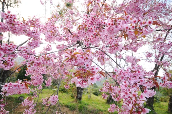 Wild Himalayan cherry — Stock Photo, Image