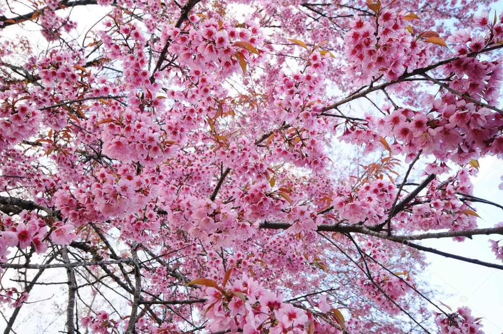 Wild Himalayan cherry