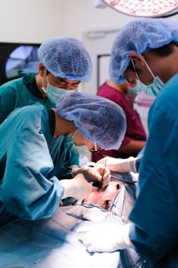 Veteriner cerrah operasyon odasında