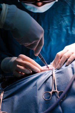 Veteriner cerrah operasyon odasında