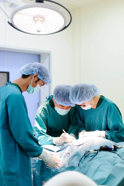 Cirurgiões veterinários na sala de operações — Fotografia de Stock