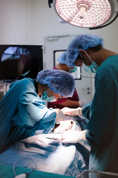 Cirurgiões veterinários na sala de operações — Fotografia de Stock