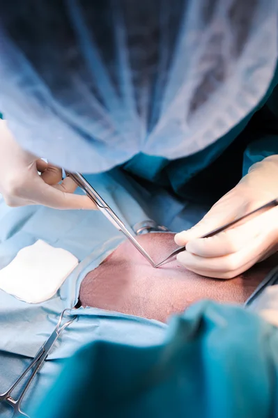 Veterinarian surgeons in operation room — Stock Photo, Image