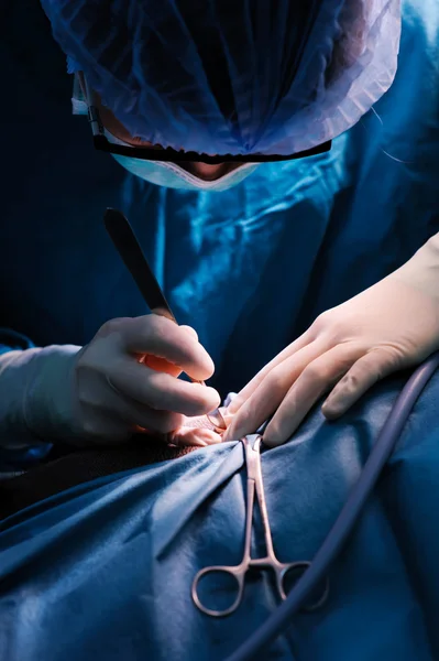 Veterinarian surgeons in operation room — Stock Photo, Image