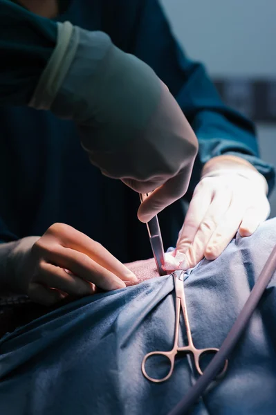 Médico veterinario en quirófano — Foto de Stock