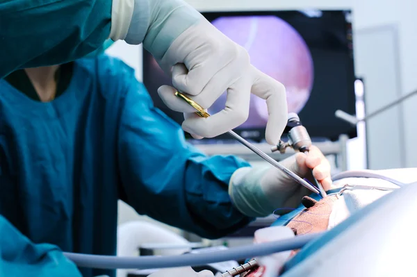 Médico veterinário na sala de operação — Fotografia de Stock