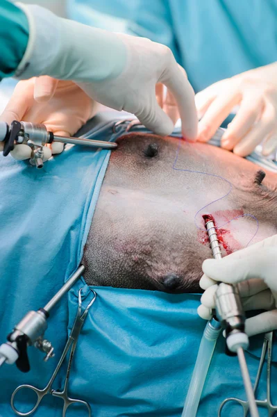 Veterinarian doctor in operation room — Stock Photo, Image