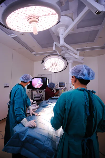 Cirurgiões veterinários na sala de operações — Fotografia de Stock