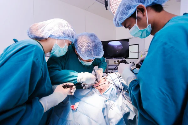 Chirurgie vétérinaire en salle d'opération — Photo