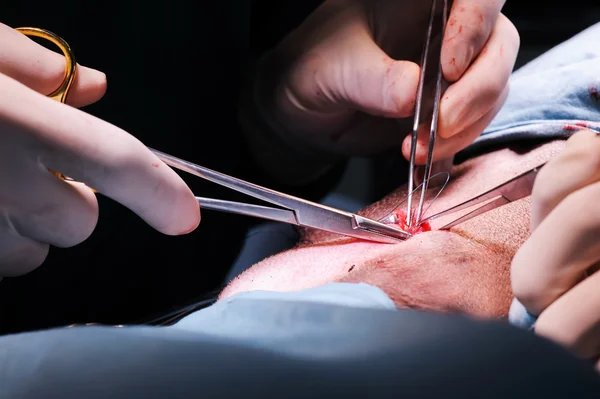 Küçük bir ameliyat odasında çalışan veteriner cerrah — Stok fotoğraf