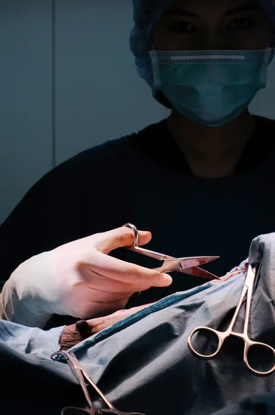 Portrait of veterinarian surgeons — Stock Photo, Image