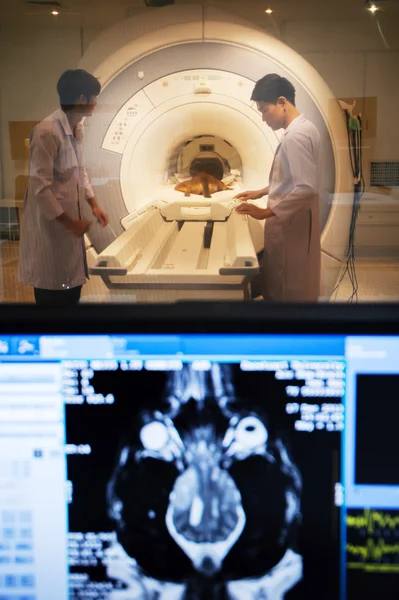 Mri 스캐너 룸에서 일 하는 수 의사 — 스톡 사진