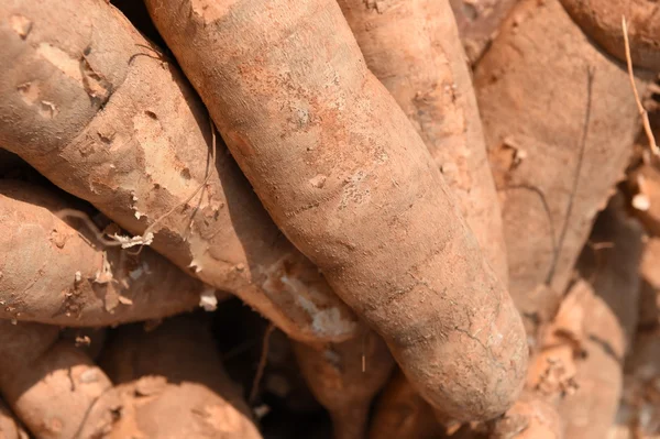 De nombreux cassavas à vendre sur le marché — Photo