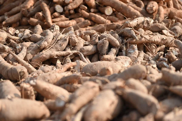 De nombreux cassavas à vendre sur le marché — Photo