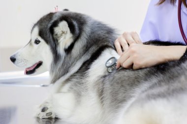 Genç veteriner şirin siberian dış yapraklar incelenmesi