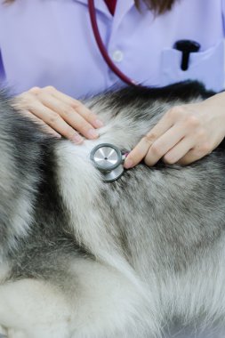 Genç veteriner şirin siberian dış yapraklar incelenmesi