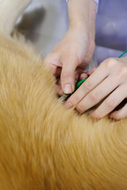 Veteriner muayene şirin golden retriever