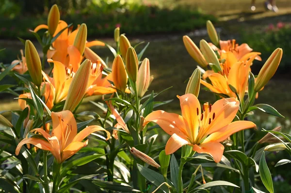 Close up of yellow lily flower in full bloom — Stock Photo, Image