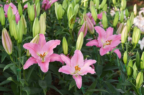 Närbild av pink lily flower i full blom — Stockfoto