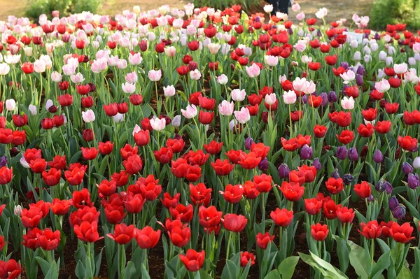 Färska blommor tulpaner — Stockfoto