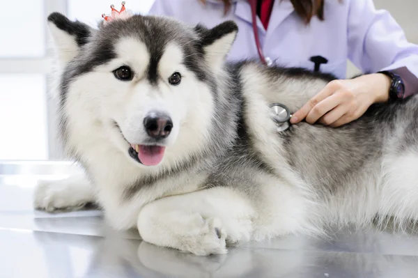 Fiatal állatorvos vizsgálja aranyos szibériai husky — Stock Fotó