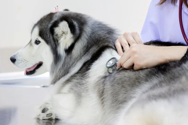 Genç veteriner şirin siberian dış yapraklar incelenmesi