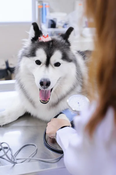 Young veterinarian examining cute siberian husky — Stock Photo, Image