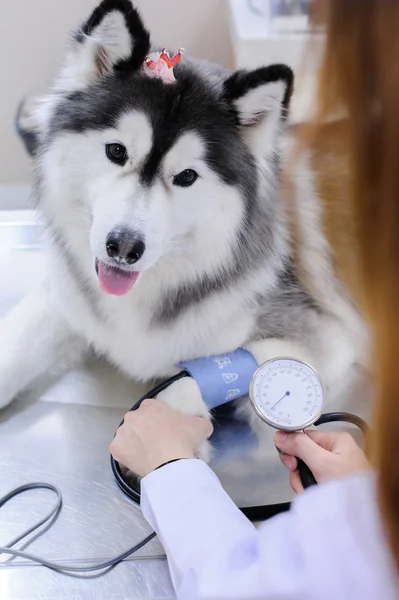 Young veterinarian examining cute siberian husky — Stock Photo, Image