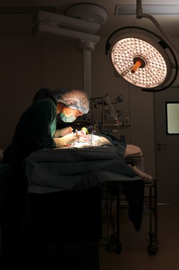 Veteriner Doktor operasyon odasında