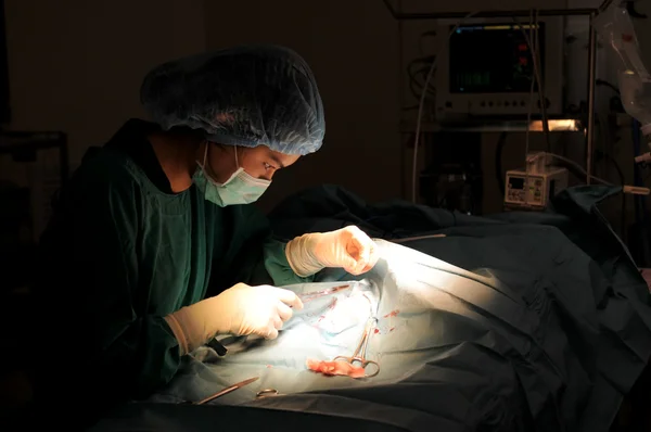 Médico veterinário na sala de operação — Fotografia de Stock