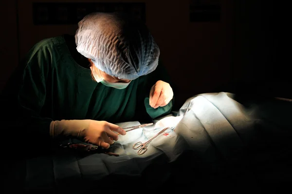 Veterinarian doctor in operation room — Stock Photo, Image