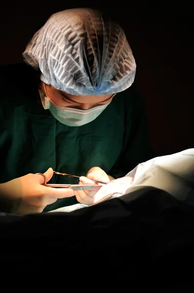 Veteriner Doktor operasyon odasında — Stok fotoğraf