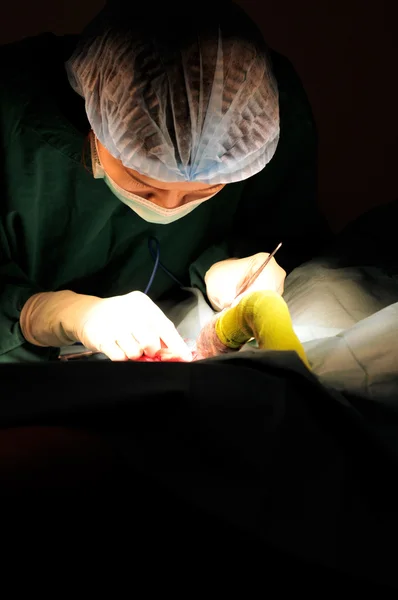 Médico veterinario en quirófano —  Fotos de Stock