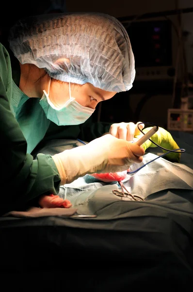 Ветеринарний лікар в операційному залі — стокове фото