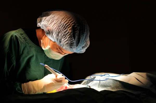 Eläinlääkäri leikkaussalissa — kuvapankkivalokuva
