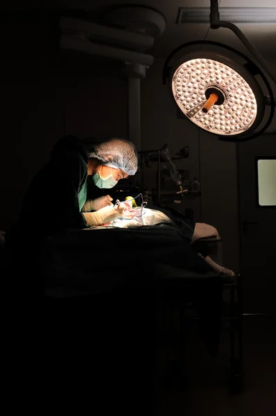 Médico veterinario en quirófano — Foto de Stock