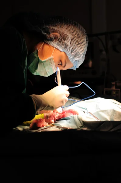 Dierenarts doctor in de operatie kamer — Stockfoto