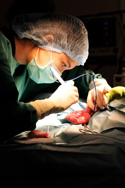 Médico veterinário na sala de operação — Fotografia de Stock