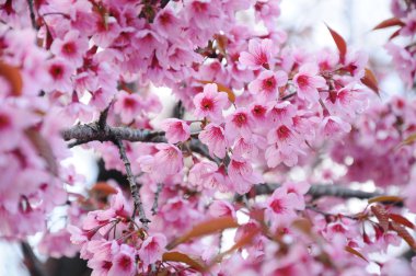 vahşi Himalaya kiraz