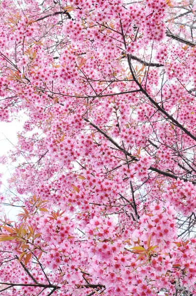 Cereza del Himalaya salvaje — Foto de Stock