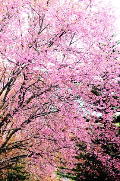 Wild Himalayan cherry — Stock Photo, Image