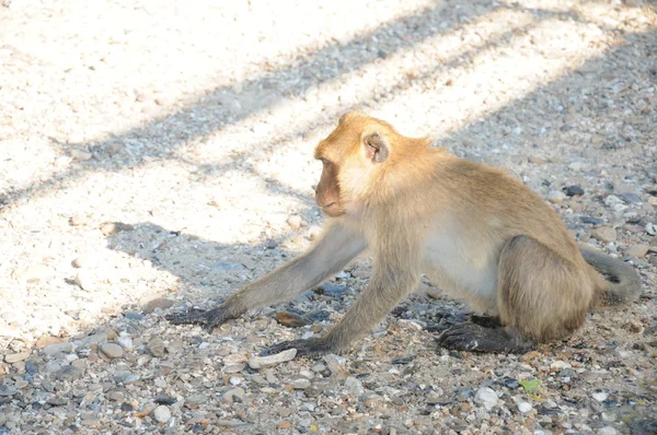 Niedlicher Affe — Stockfoto