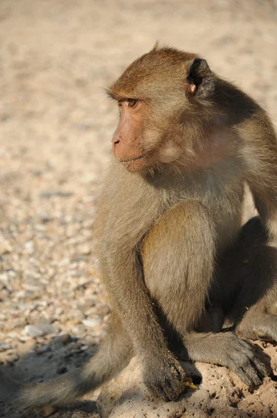 Niedlicher Affe — Stockfoto