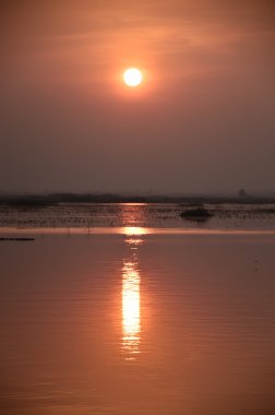 Sunrise denize pembe Lotus, Tayland