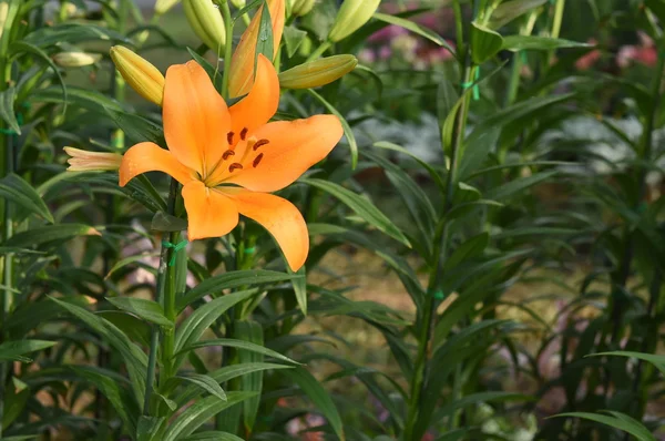 Närbild av gul Lilja blomma i full blom — Stockfoto