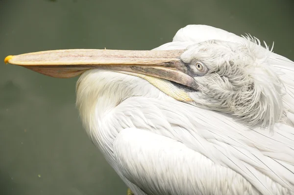 Pássaro pelicano no toco de madeira — Fotografia de Stock