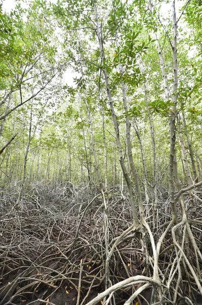 Floresta de mangue, Tailândia — Fotografia de Stock