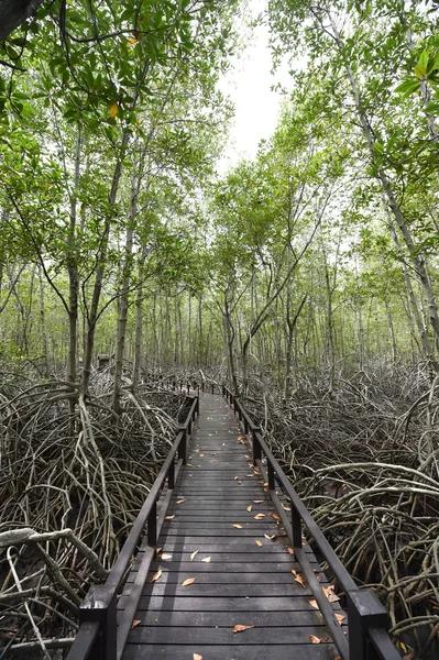 泰国的红树林， — 图库照片