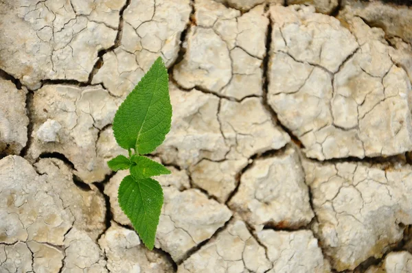 Plant with dry background — Stock Photo, Image