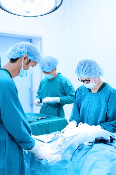 Cirurgiões veterinários na sala de operações — Fotografia de Stock